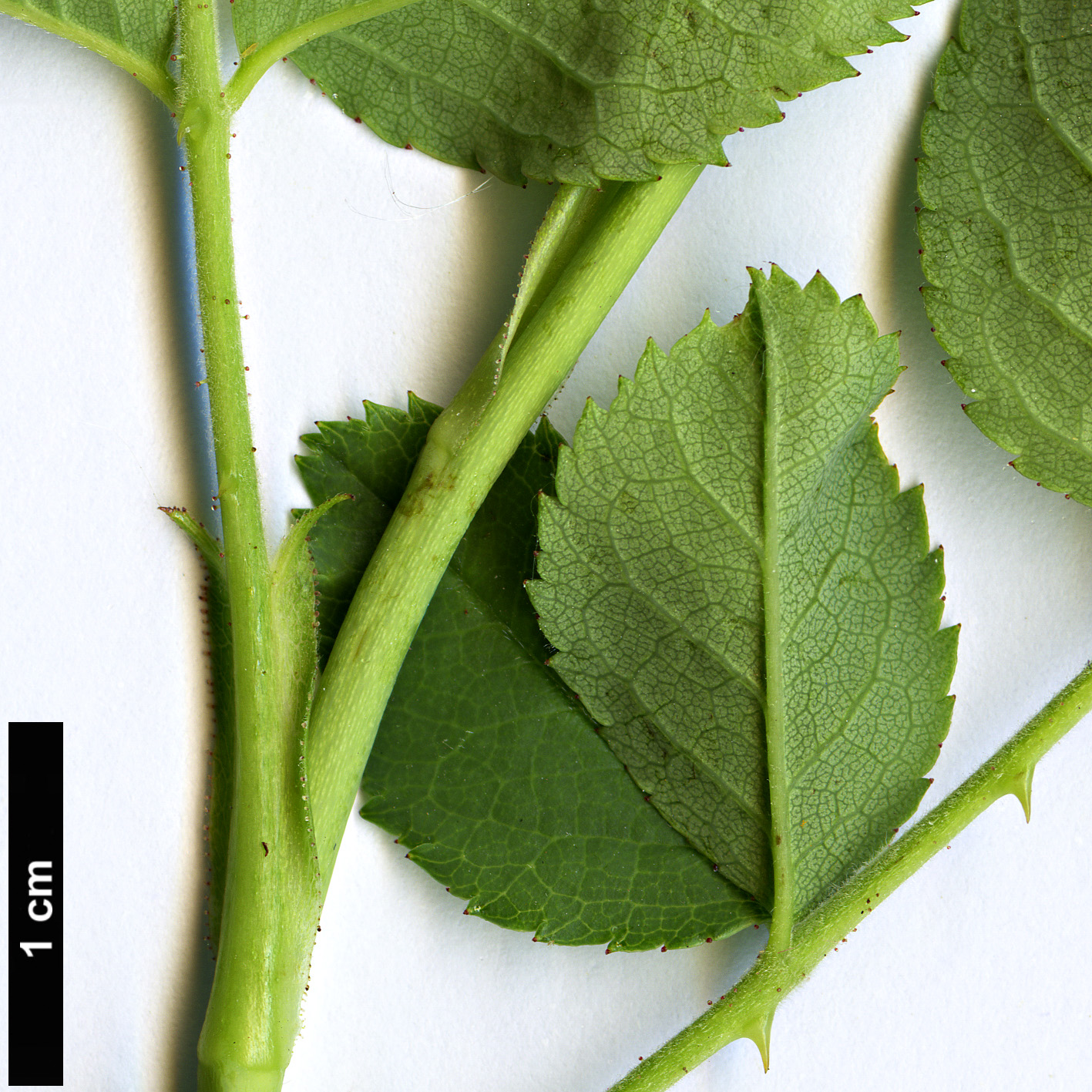 High resolution image: Family: Rosaceae - Genus: Rosa - Taxon: corymbifera High resolution image: Family: Rosaceae - Genus: Rosa - Taxon: corymbifera